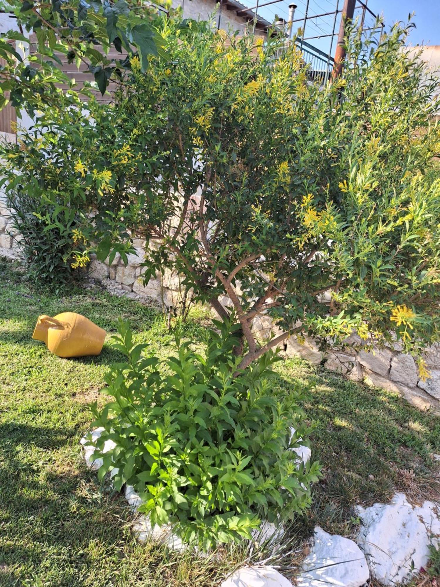 Guest House Tsanes Pinakokhorion Exterior photo